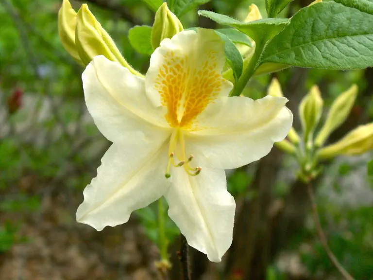 Photo of R. 'White Swan', Deciduous Azalea Hybrid