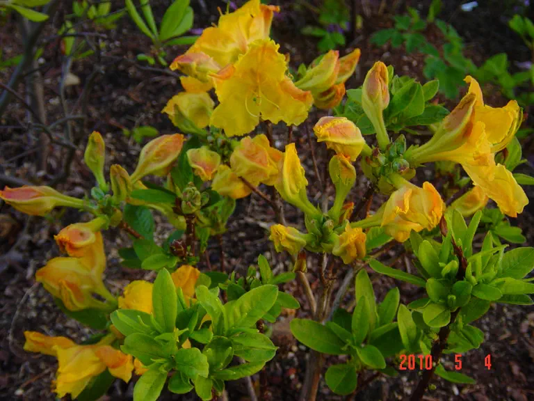 Photo of R. 'Arneson Golden Solitaire', Deciduous Azalea Hybrid