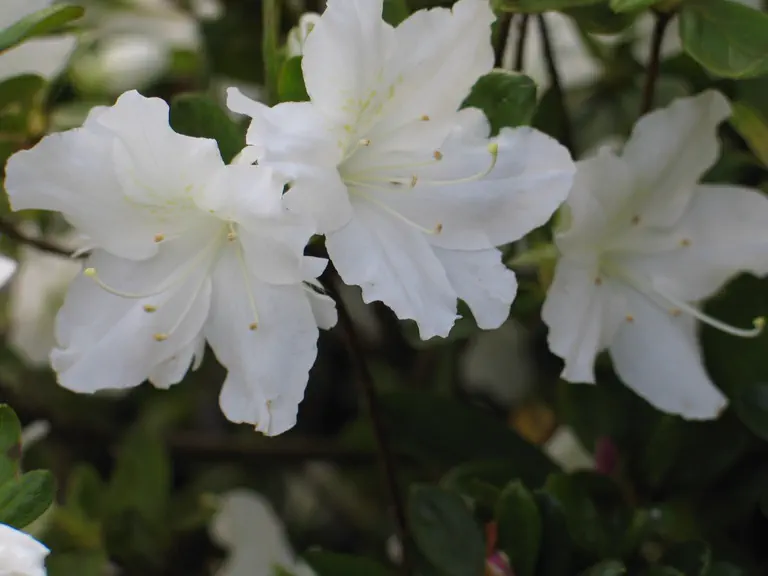 Photo of R. 'Cannobbio', Evergreen Azalea Hybrid