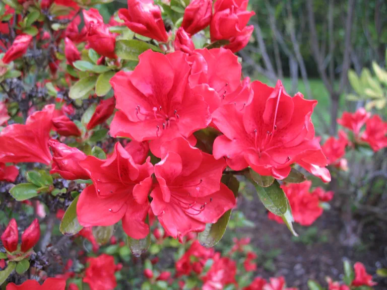 Photo of R. 'Santa Maria', Evergreen Azalea Hybrid