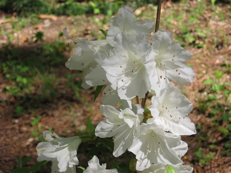 Photo of R. 'Samite', Evergreen Azalea Hybrid