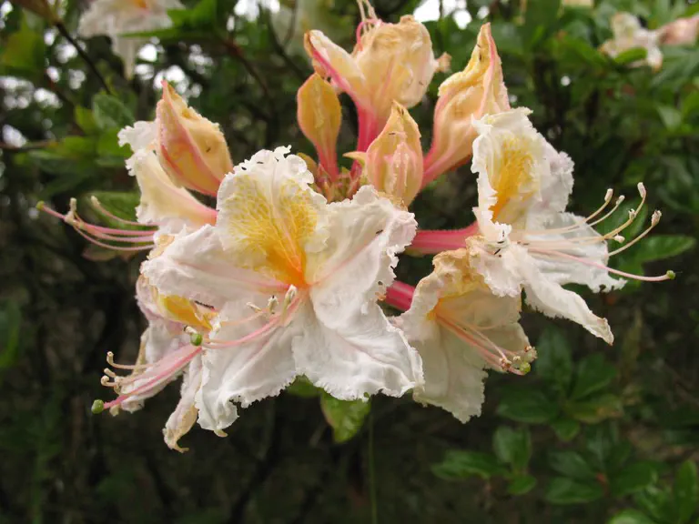 Photo of R. occidentale 'Leonard Frisbie', Deciduous Azalea Species Selection