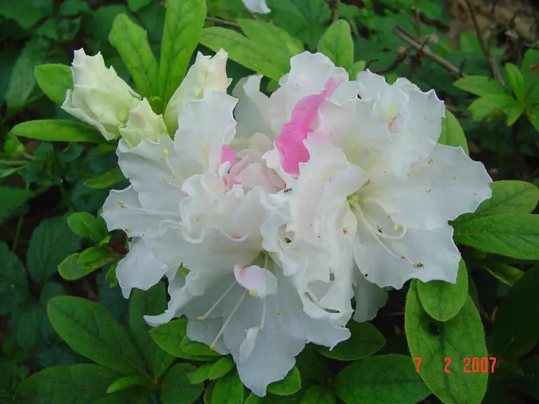 Photo of R. 'Granny Cee', Evergreen Azalea Hybrid