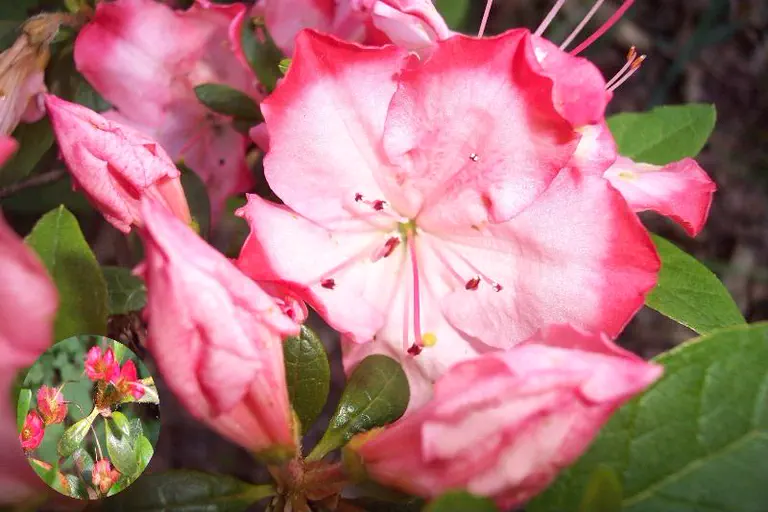Photo of R. 'Grandma Cleveland', Evergreen Azalea Hybrid