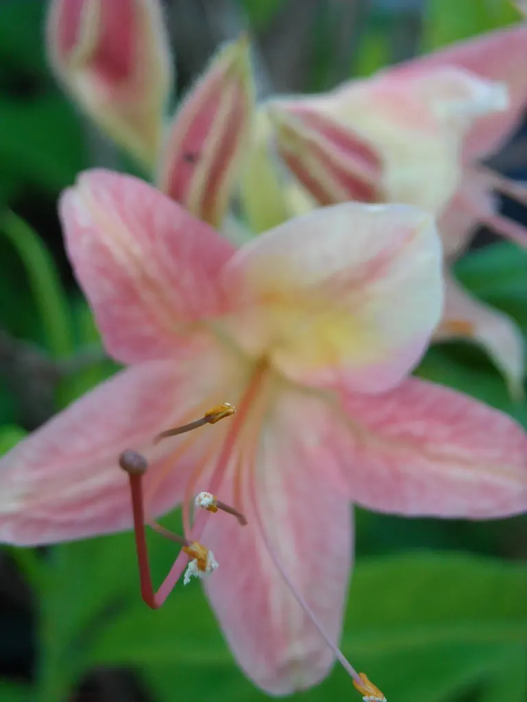 Photo of R. 'Pink Puff', Deciduous Azalea Hybrid