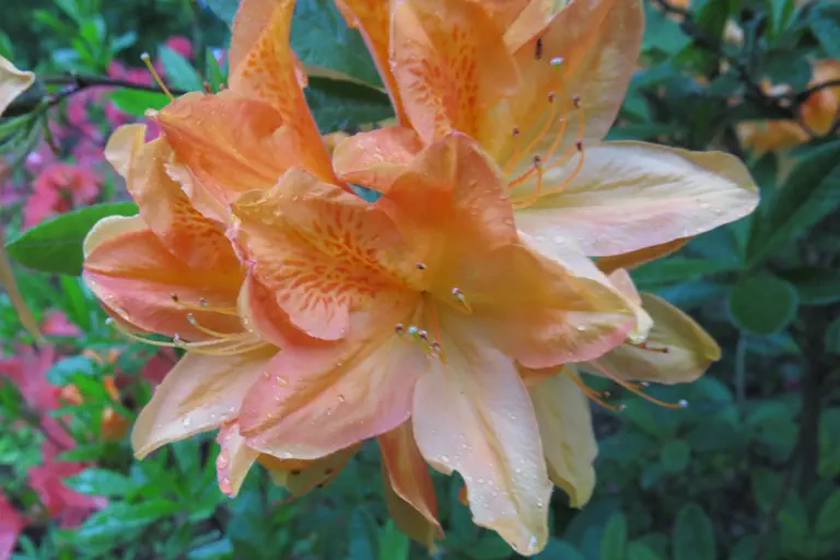 Photo of R. 'Salmon Queen', Deciduous Azalea Hybrid