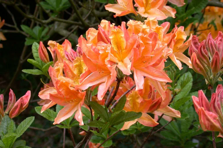 Photo of R. 'Mevrouw G. van Noordt', Deciduous Azalea Hybrid