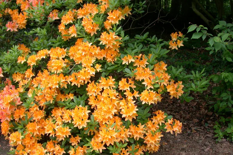 Photo of R. 'Hortulanus H. Witte', Deciduous Azalea Hybrid