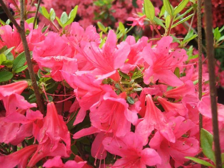 Photo of R. 'Brazier', Evergreen Azalea Hybrid