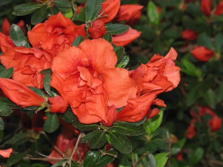 Photo of R. 'Brocade Pillow', Evergreen Azalea Hybrid