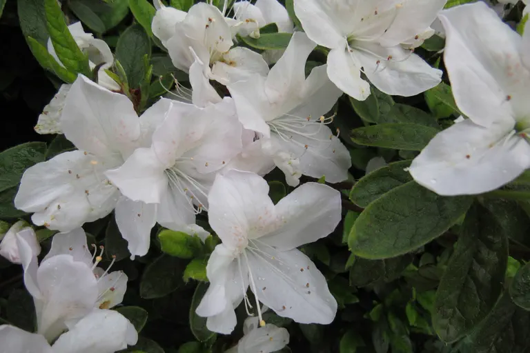 Photo of R. mucronatum var mucronatum 'Bulstrode', Evergreen Azalea Species Selection