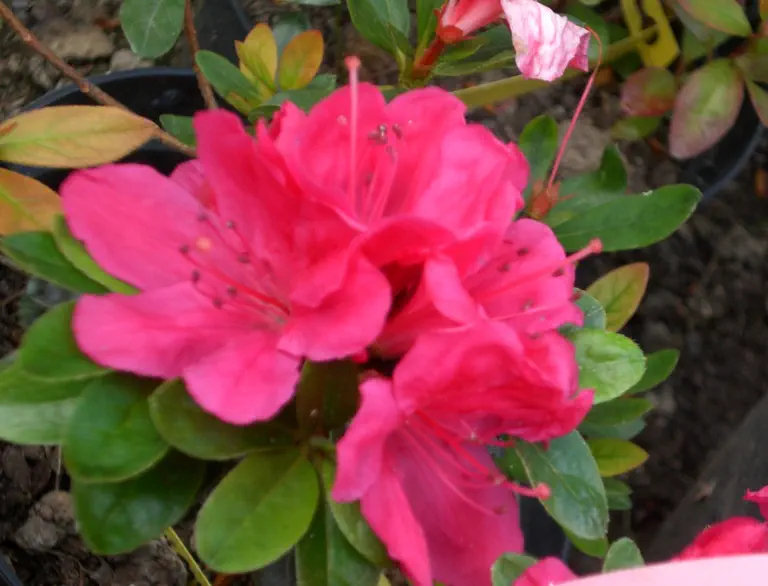 Photo of R. 'Rubinetta', Evergreen Azalea Hybrid