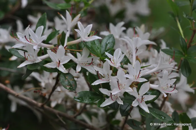 Photo of R. 'Sommerduft', Deciduous Azalea Hybrid