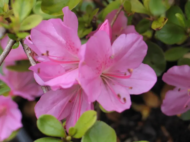 Photo of R. 'Elena Accati', Evergreen Azalea Hybrid