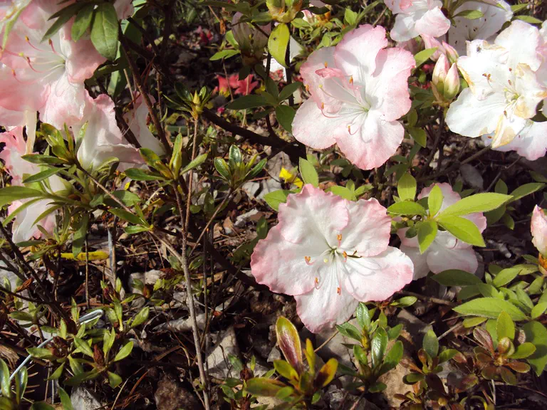 Photo of R. 'Betty Ellen', Evergreen Azalea Hybrid