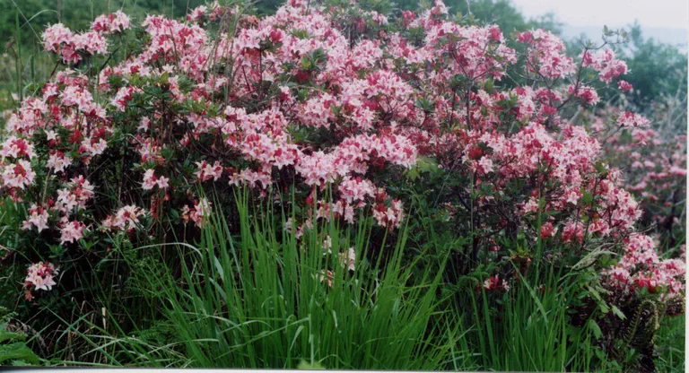 Photo of R. occidentale 'Double Dig Twelve', Deciduous Azalea Species Selection