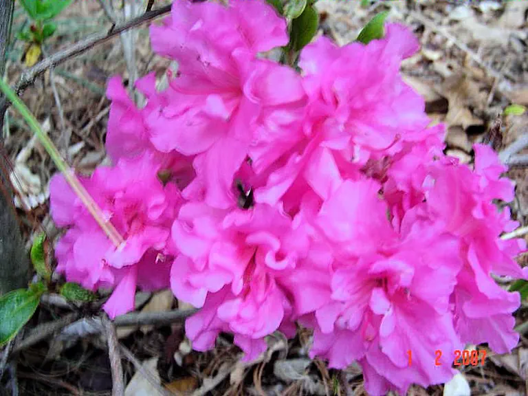 Photo of R. 'Debbie Beth', Evergreen Azalea Hybrid
