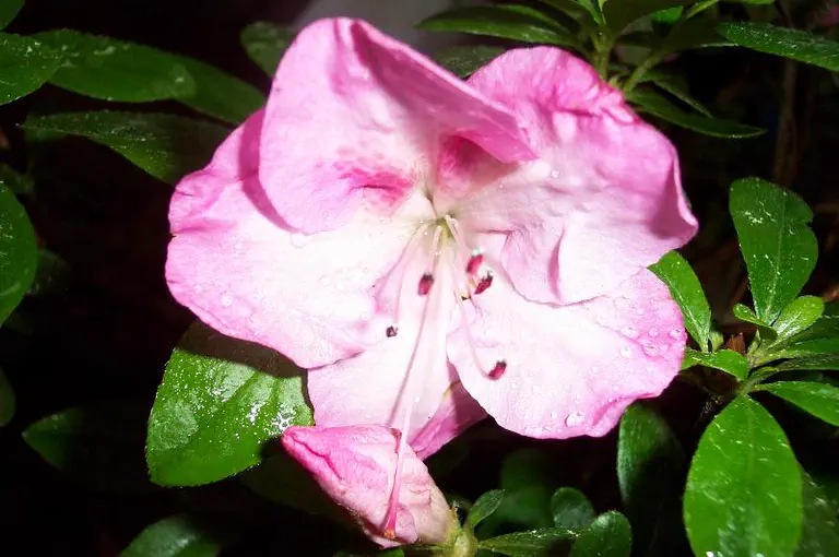 Photo of R. 'Aunt Bess', Evergreen Azalea Hybrid