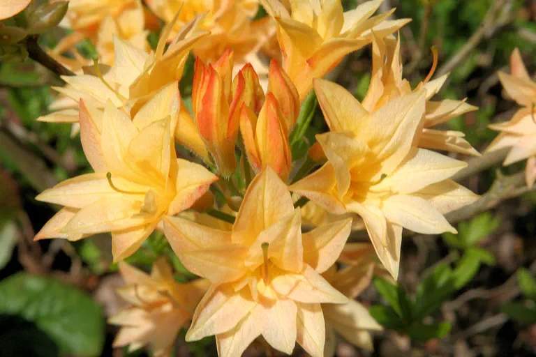 Photo of R. 'Phébé', Deciduous Azalea Hybrid