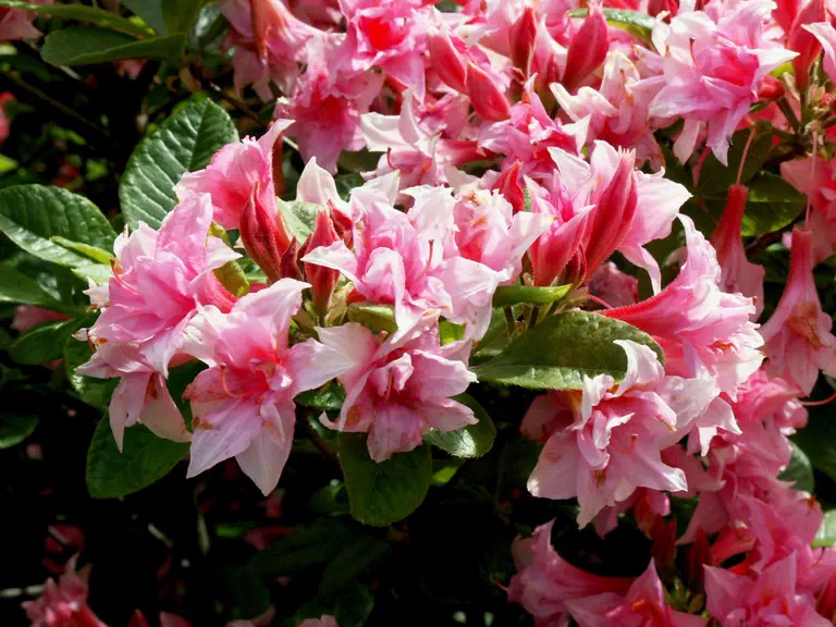 Photo of R. 'Aida', Deciduous Azalea Hybrid