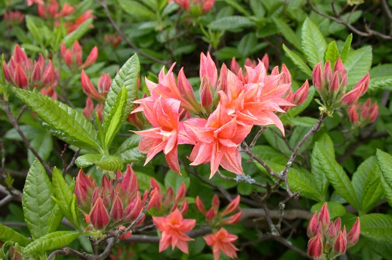 Photo of R. 'Norma', Deciduous Azalea Hybrid