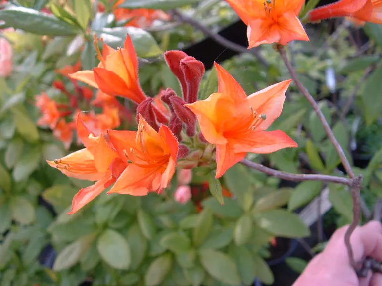 Photo of R. 'Souvenir du Président Carnot', Deciduous Azalea Hybrid