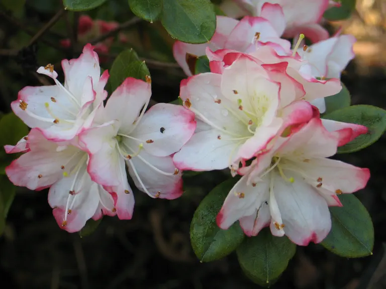 Photo of R. 'Verbania', Evergreen Azalea Hybrid