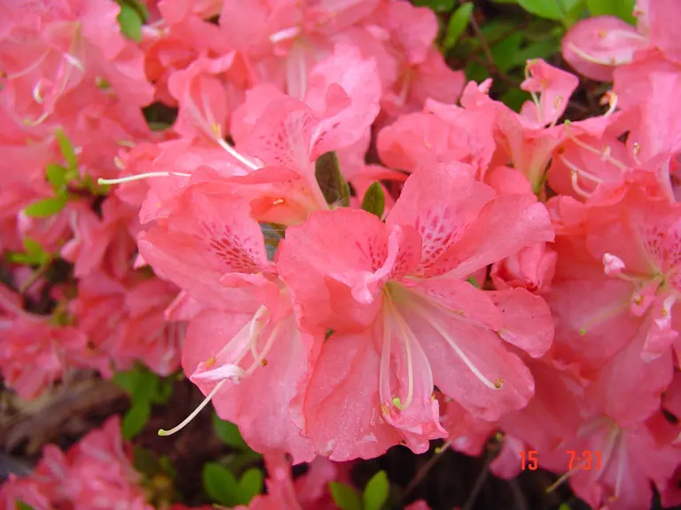 Photo of R. 'Tim-Tim', Evergreen Azalea Hybrid