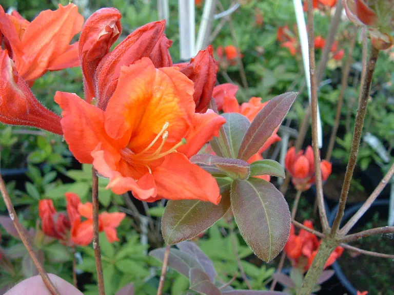 Photo of R. 'Fasching', Deciduous Azalea Hybrid