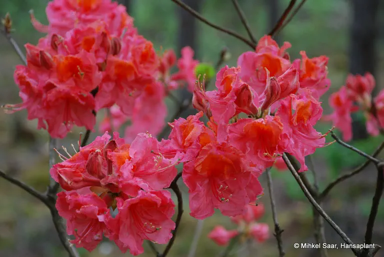 Photo of R. 'Sarina', Deciduous Azalea Hybrid