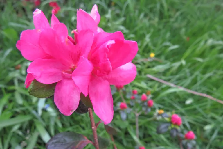 Photo of R. 'Hachmann's Granada', Evergreen Azalea Hybrid