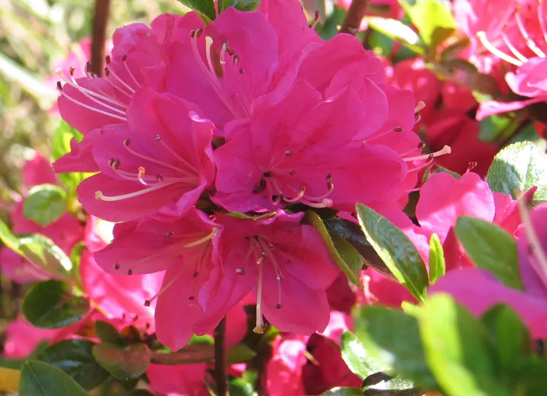 Photo of R. 'Rubinstern', Evergreen Azalea Hybrid