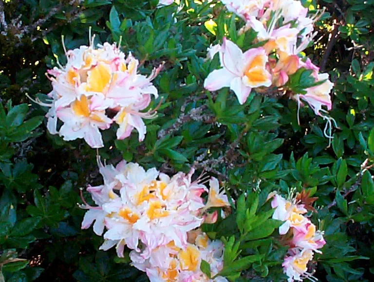 Photo of R. occidentale 'Tatum's Yellow Standard', Deciduous Azalea Species Selection