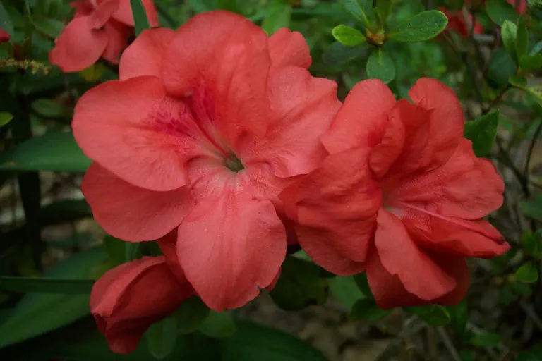 Photo of R. 'Susan Lynn', Evergreen Azalea Hybrid