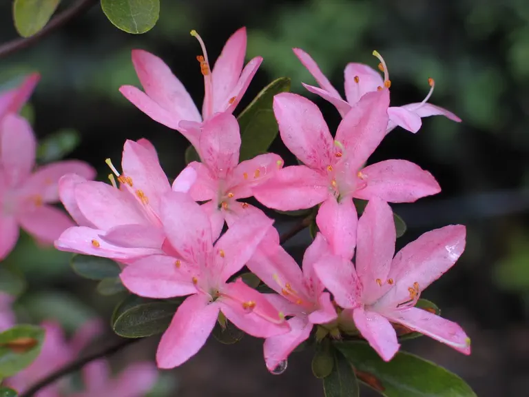 Photo of R. 'Suna P7', Azalea Hybrid