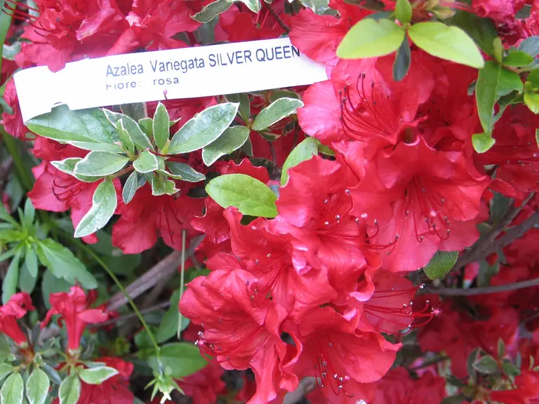 Photo of R. 'Silver Queen', Azalea Hybrid