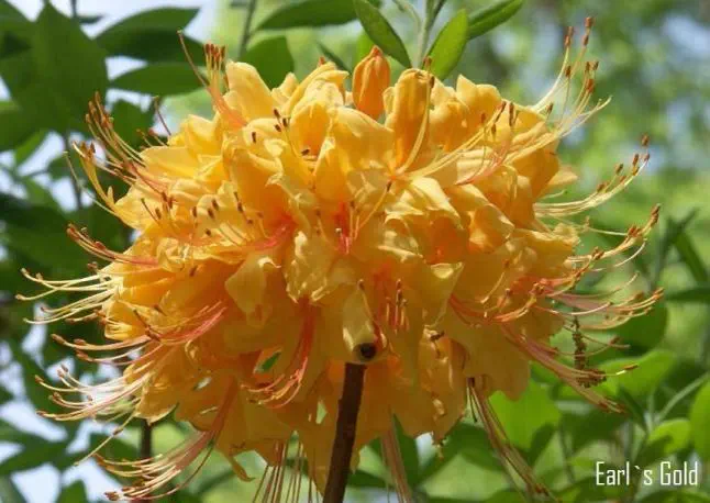 Photo of R. 'Earl's Gold', Deciduous Azalea Hybrid
