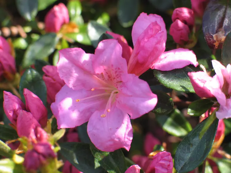Photo of R. 'Gilbert Mullie', Evergreen Azalea Hybrid