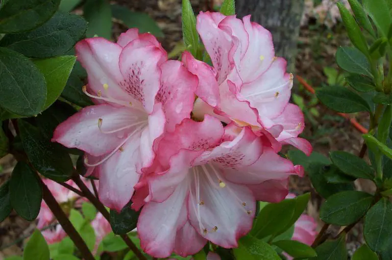 Photo of R. 'Gracie Girl', Evergreen Azalea Hybrid