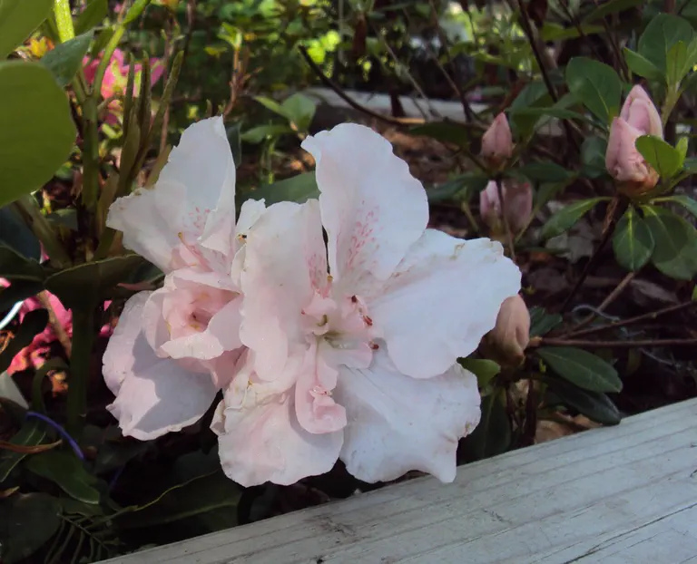 Photo of R. 'Holly Springs Cotton Candy', Evergreen Azalea Hybrid