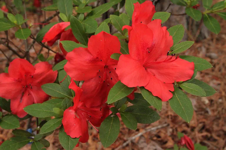 Photo of R. 'Amagasa', Evergreen Azalea Hybrid