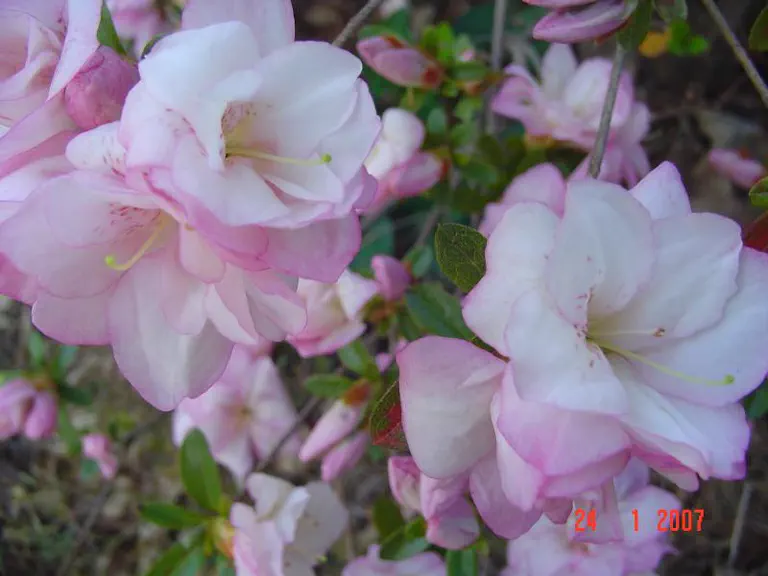 Photo of R. 'Li'l Sweetie Pie', Evergreen Azalea Hybrid