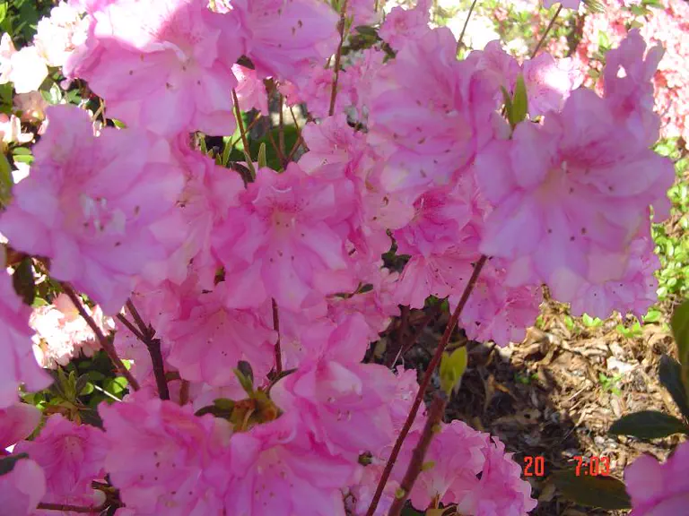 Photo of R. 'Li'l Tae', Evergreen Azalea Hybrid