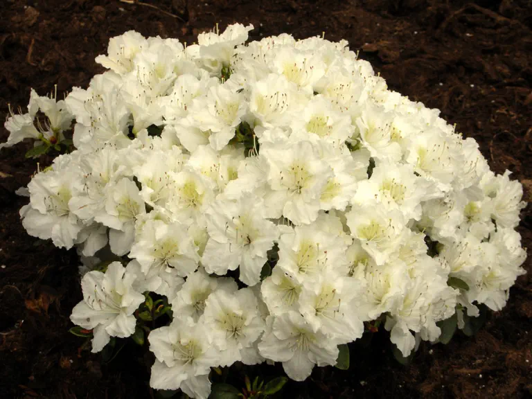 Photo of R. 'Maischnee', Evergreen Azalea Hybrid