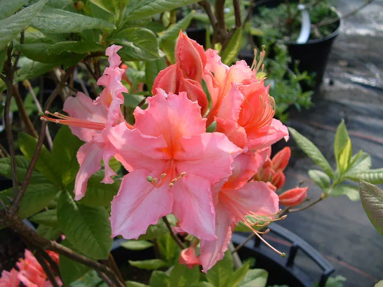 Photo of R. 'Solway', Deciduous Azalea Hybrid