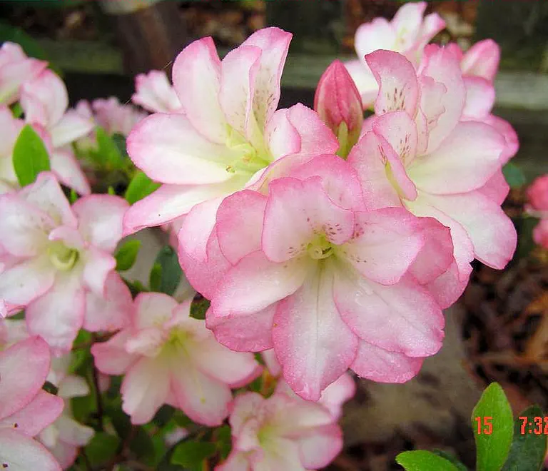 Photo of R. 'Miss Curlicue', Evergreen Azalea Hybrid
