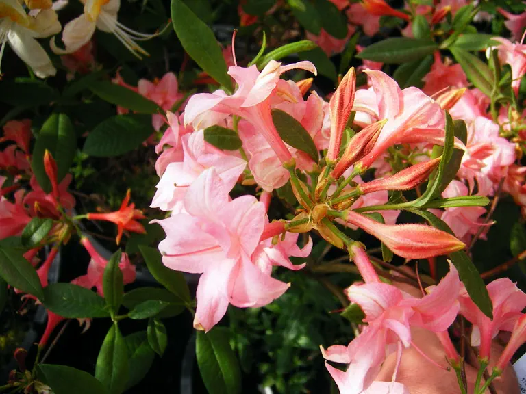 Photo of R. 'Sophie Hedges', Deciduous Azalea Hybrid