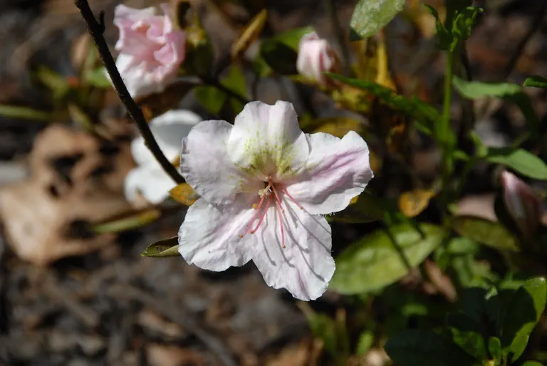 Photo of R. 'Sandy Dandy', Evergreen Azalea Hybrid