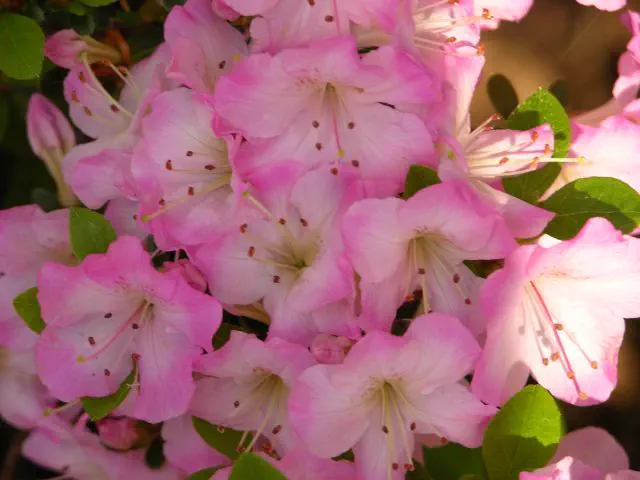 Photo of R. 'Scotian Breeze', Evergreen Azalea Hybrid