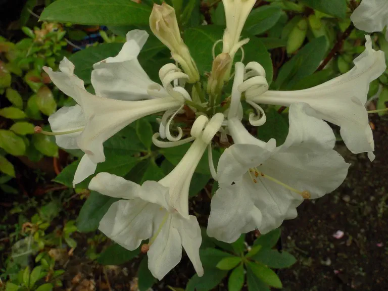 Photo of R. 'Dentelle', Azaleodendron Hybrid